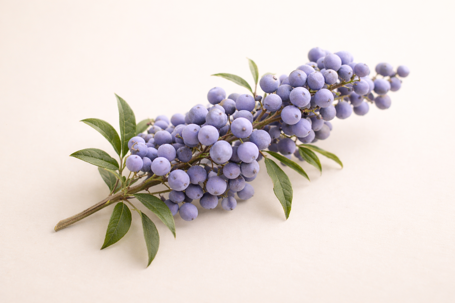 Vitex (Chasteberry Extract)